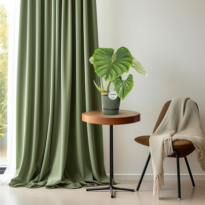 Foto van Philodendron plowmanii kamerplant met grote golvende zilvergroene bladeren in een zwarte pot, hoogte circa 50 cm, ideaal voor binnen, halfschaduw en makkelijk in onderhoud.