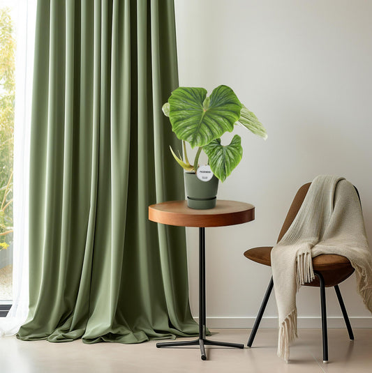 Foto van Philodendron plowmanii kamerplant met grote golvende zilvergroene bladeren in een zwarte pot, hoogte circa 50 cm, ideaal voor binnen, halfschaduw en makkelijk in onderhoud.