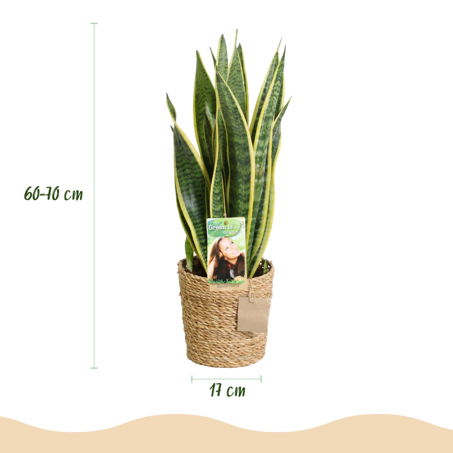 Twee sansevieria Laurentii met groen-gele bladeren voor binnen