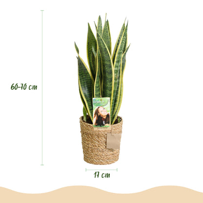 Twee sansevieria Laurentii met groen-gele bladeren voor binnen