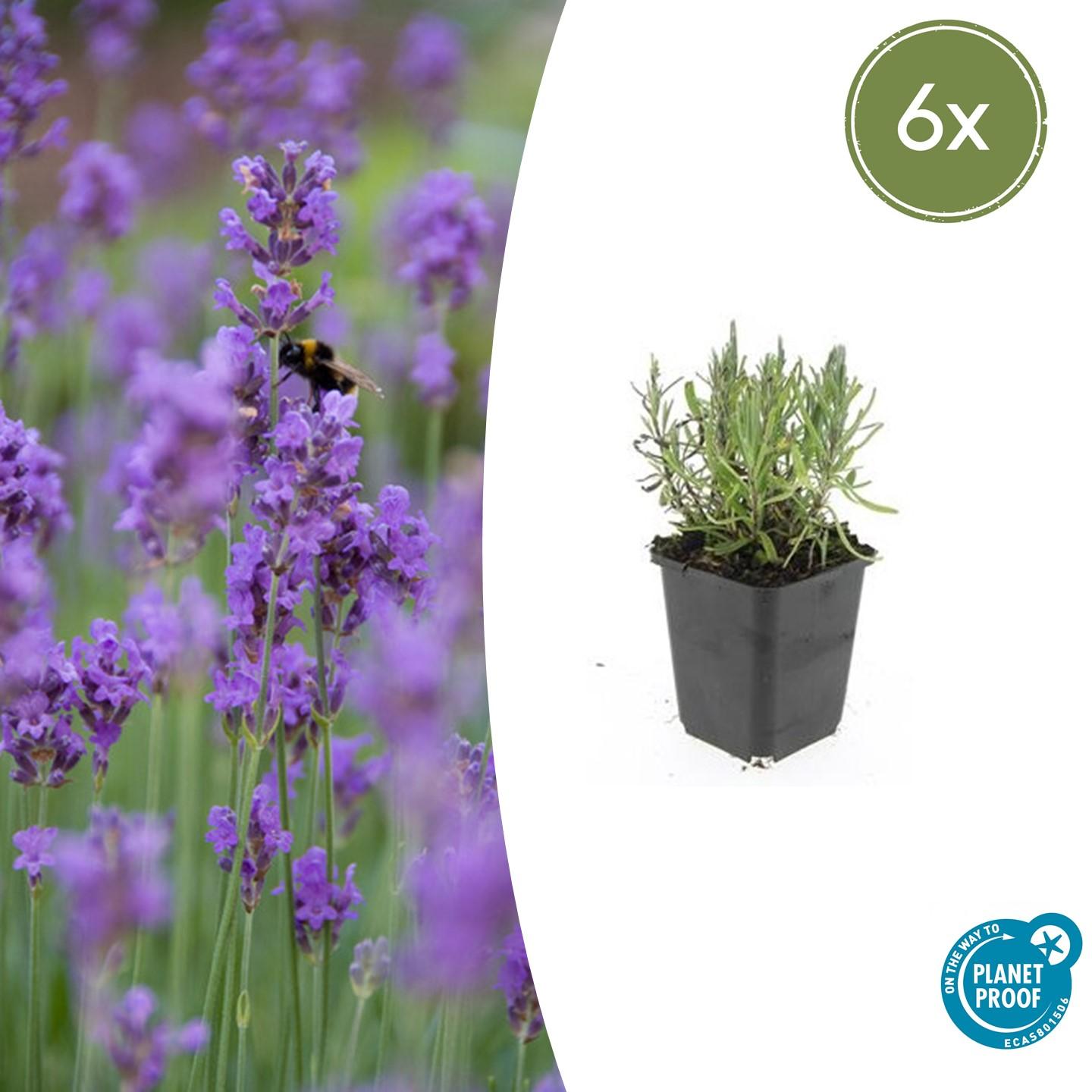 6x Lavandula ang. 'Munstead