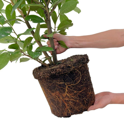 Laurierkers ‘Rotundifolia’ – set van 20 haagplanten (125–150 cm) in 15L potten, dichte wintergroene haag voor 10 meter tuinafscheiding.