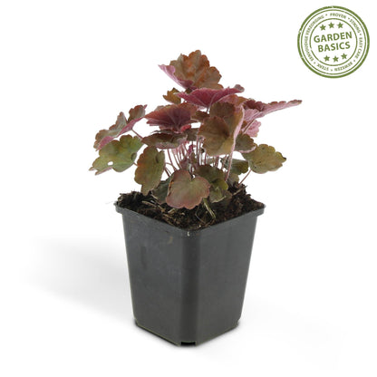 48x Heuchera mic.| Palace Purple' | Borderplant