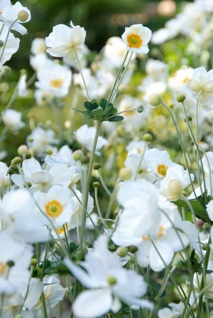 Anemone hyb. 'Honorine Jobert' met witte bloemen en groene bladeren in bloembed