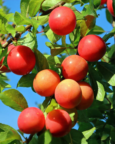 Prunus domestica 'Victoria' Buitenplant | Pruimenboom