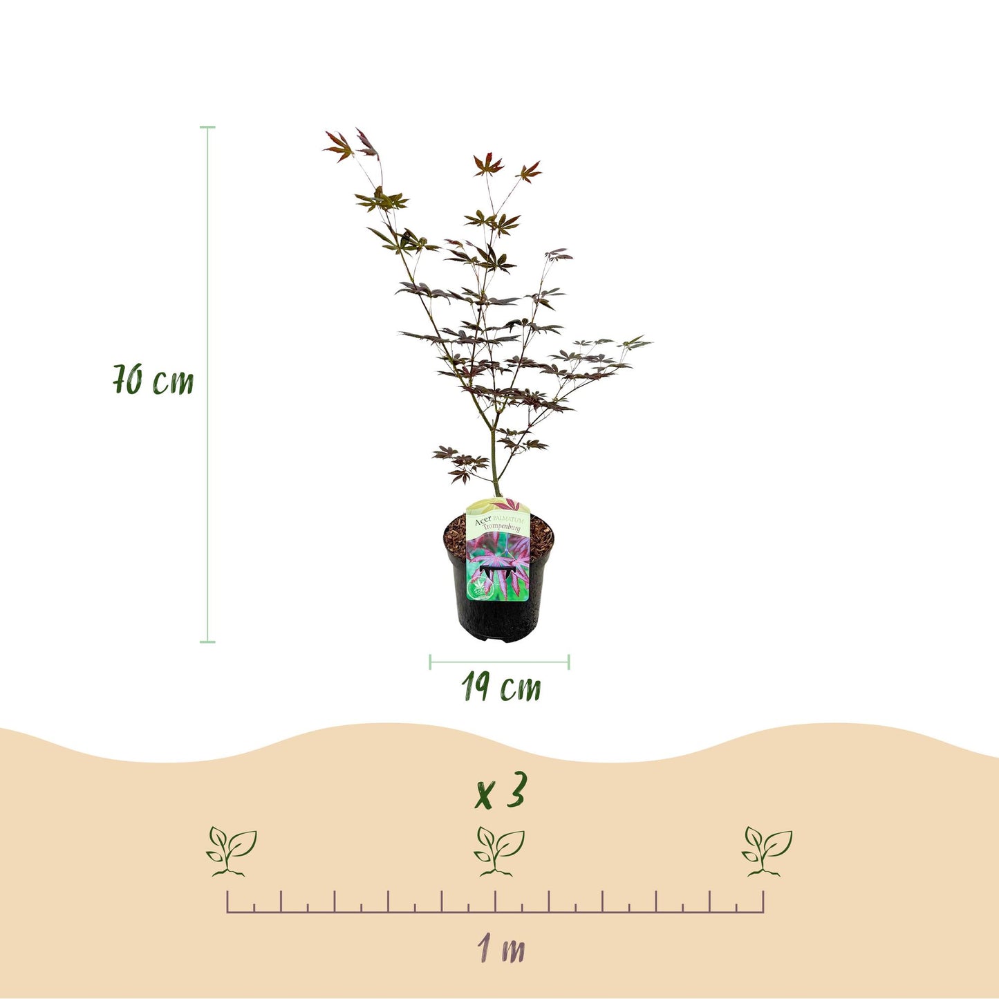 Japanse Esdoorn - Acer palmatum Trompenburg -Donker Paars - 2 Planten - Bladverliezend - Pot 19cm Hoogte 70cm