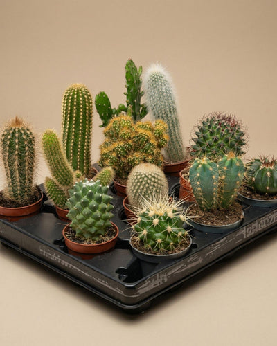 12 x Cactus diverse soorten en maten
