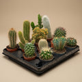 12 x Cactus diverse soorten en maten