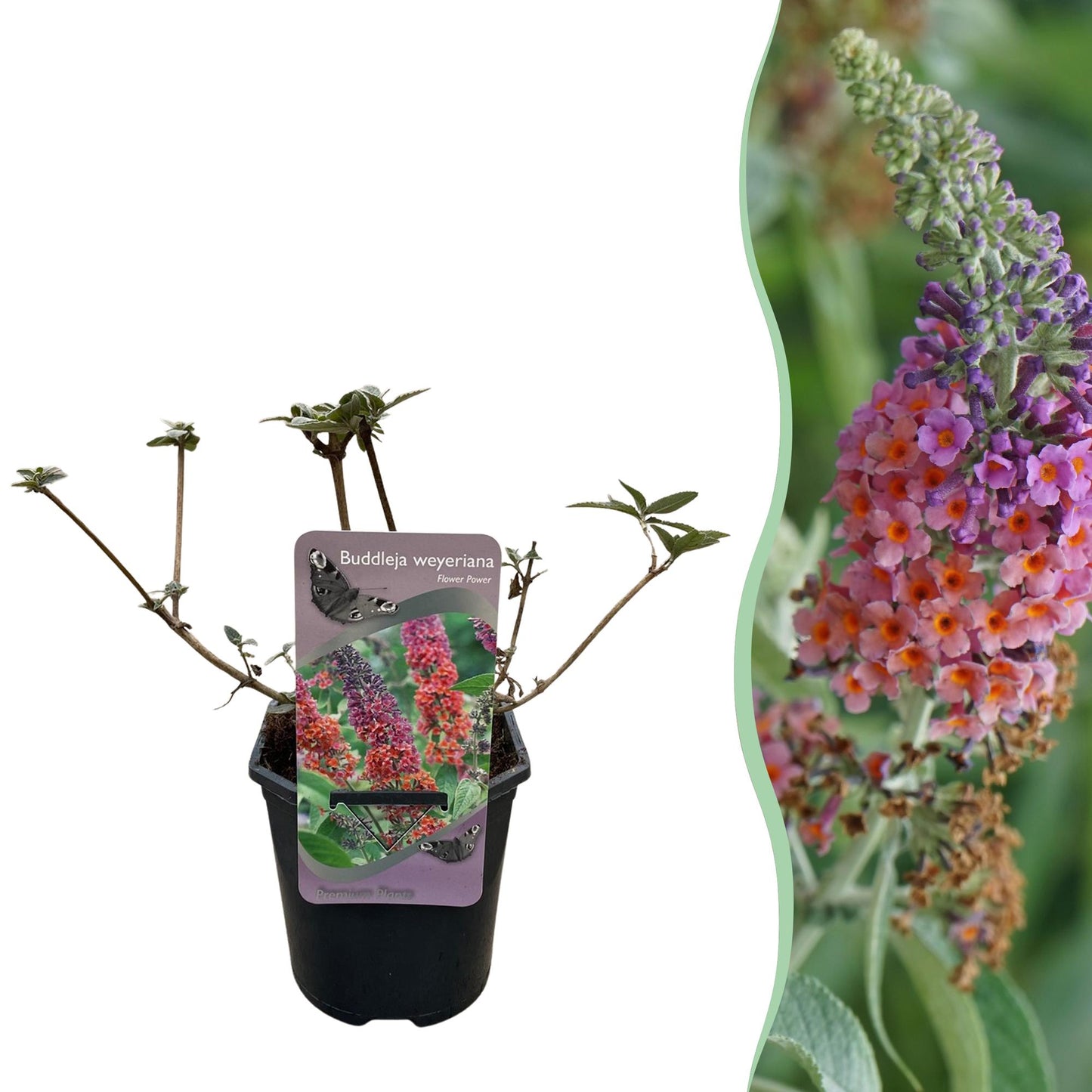 Vlinderstruik - Buddleja davidii Flower Power - Bloem Oranje Paars  - Bladverliezend - Vlinderlokkend -  Pot 17cm Hoogte 30cm