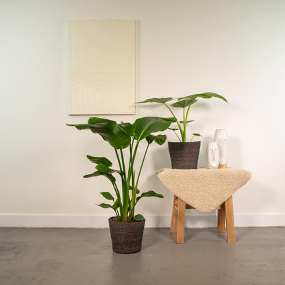 Duo set | Strelitzia Nicolai & Alocasia Macrorrhiza | Kamerplant