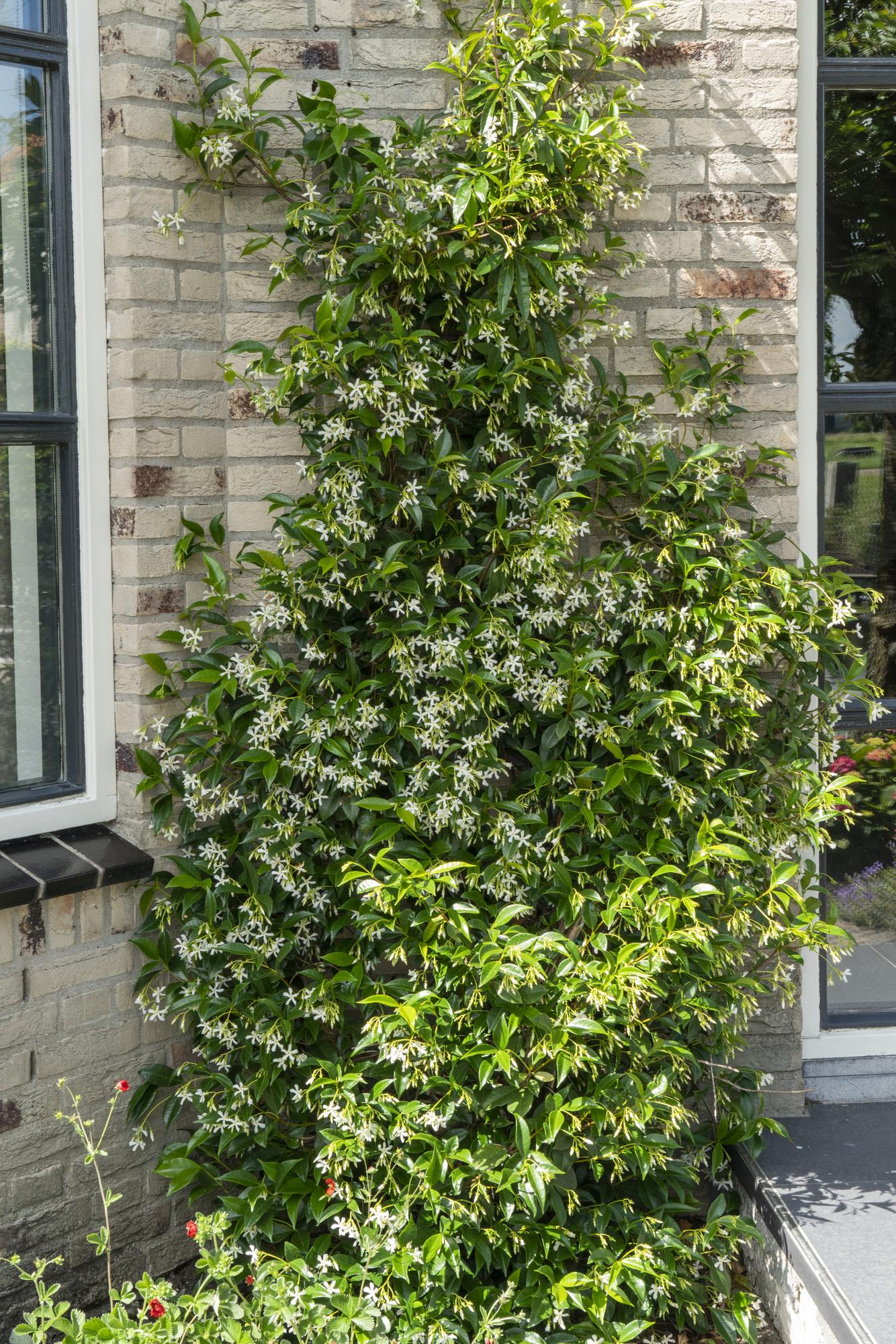 Trachelospermum Mix in pot Ø15cm, hoogte 65cm
