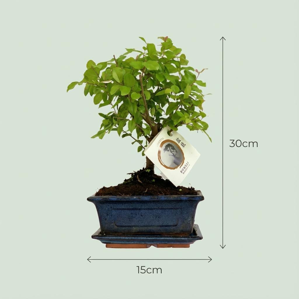 Bonsai miniatuurboom bolvormige kruin in keramische schaal