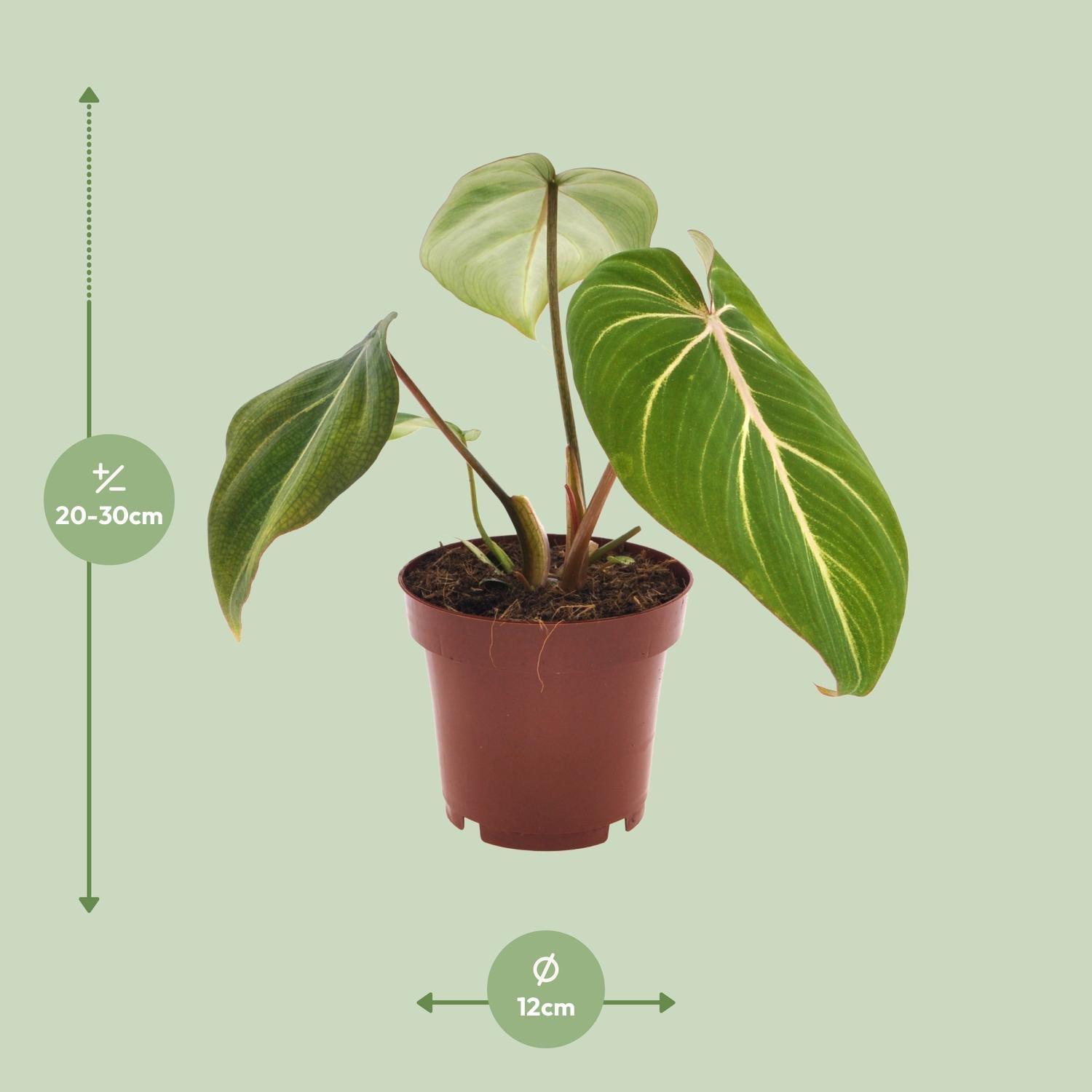 Philodendron Selloum Atom – compacte kamerplant (Ø12 cm, 25 cm hoog) met tropische, gespleten bladeren.
