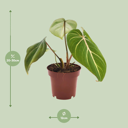 Philodendron Selloum Atom – compacte kamerplant (Ø12 cm, 25 cm hoog) met tropische, gespleten bladeren.