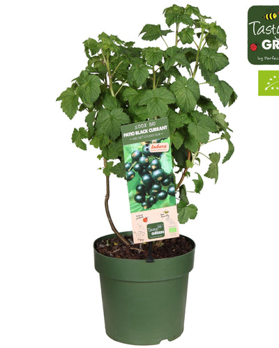 Compacte zwarte bessenplant met donkere bessen voor tuin of balkon