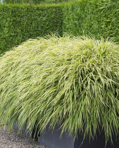 Groen Japans bosgras voor schaduwtuinen.