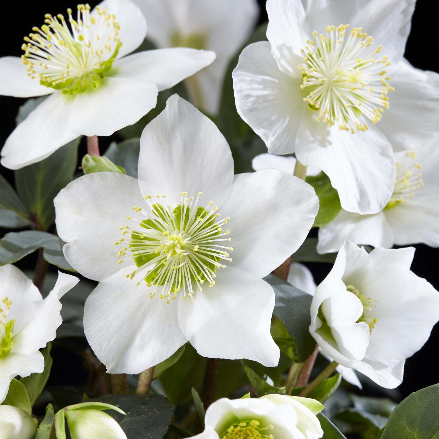 2x Garden Plant | Christmas Rose | Helleborus Christmas Carol
