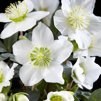 2x Garden Plant | Christmas Rose | Helleborus Christmas Carol