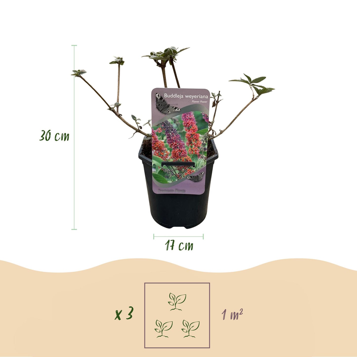 Vlinderstruik - Buddleja davidii Flower Power - Bloem Oranje Paars  - Bladverliezend - Vlinderlokkend -  Pot 17cm Hoogte 30cm