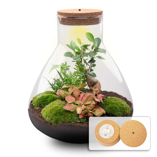 Groot planten terrarium met bonsai en sfeerverlichting voor interieur