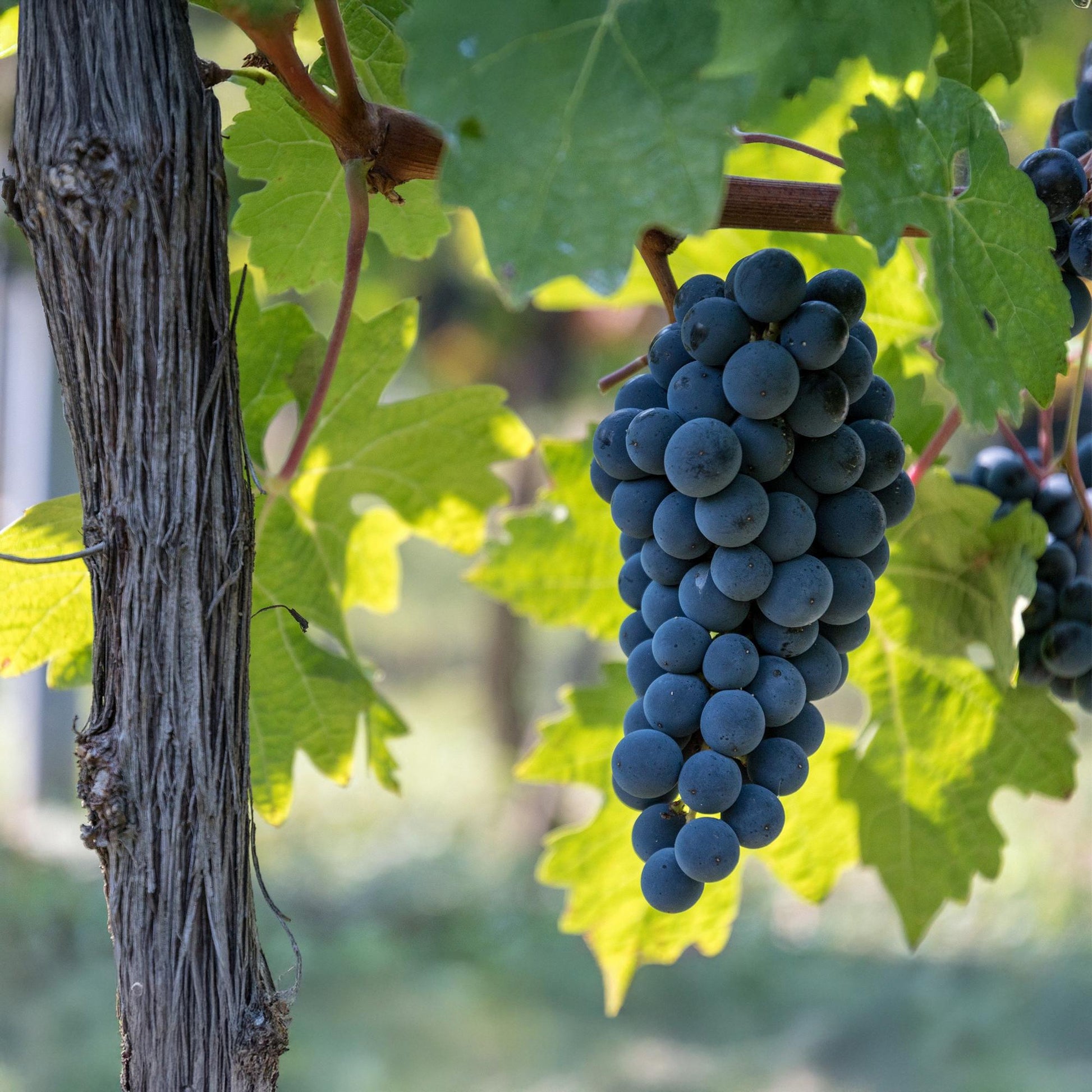 Vitis vinifera ‘Boskoop Glory’ – blauwe druivenplant, set van 2 planten in pot Ø15cm, hoogte circa 50cm, met zoete blauwe druiven."
