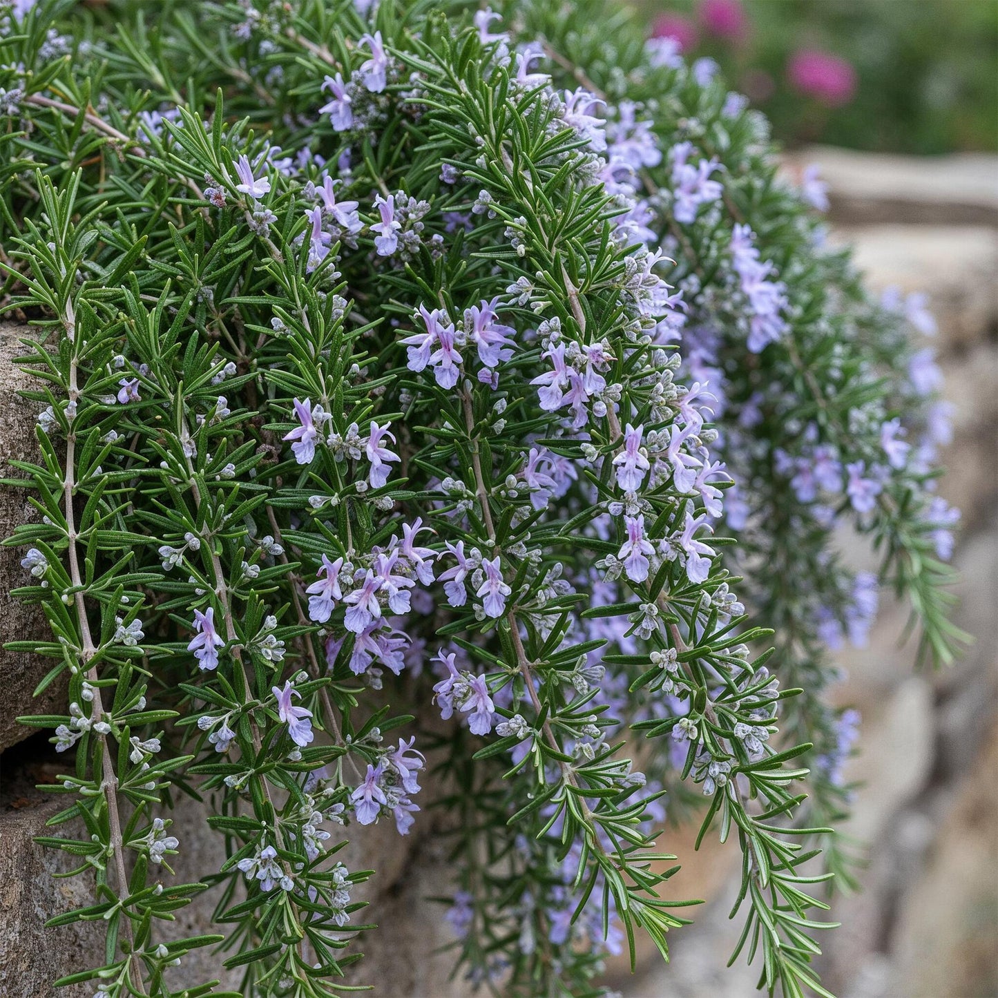 Geurende rozemarijn op stam voor tuin, balkon en terras