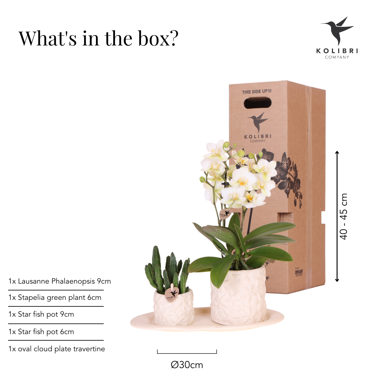 Plantenset Star Fish small | Witte Phalaenopsis Orchidee Lausanne en Succulent incl. keramieken sierpotten op wit organisch dienblad