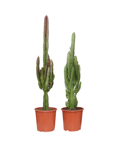 2 x Euphorbia Mix Kamerplant | Wolfsmelk Cactus - Planttoday