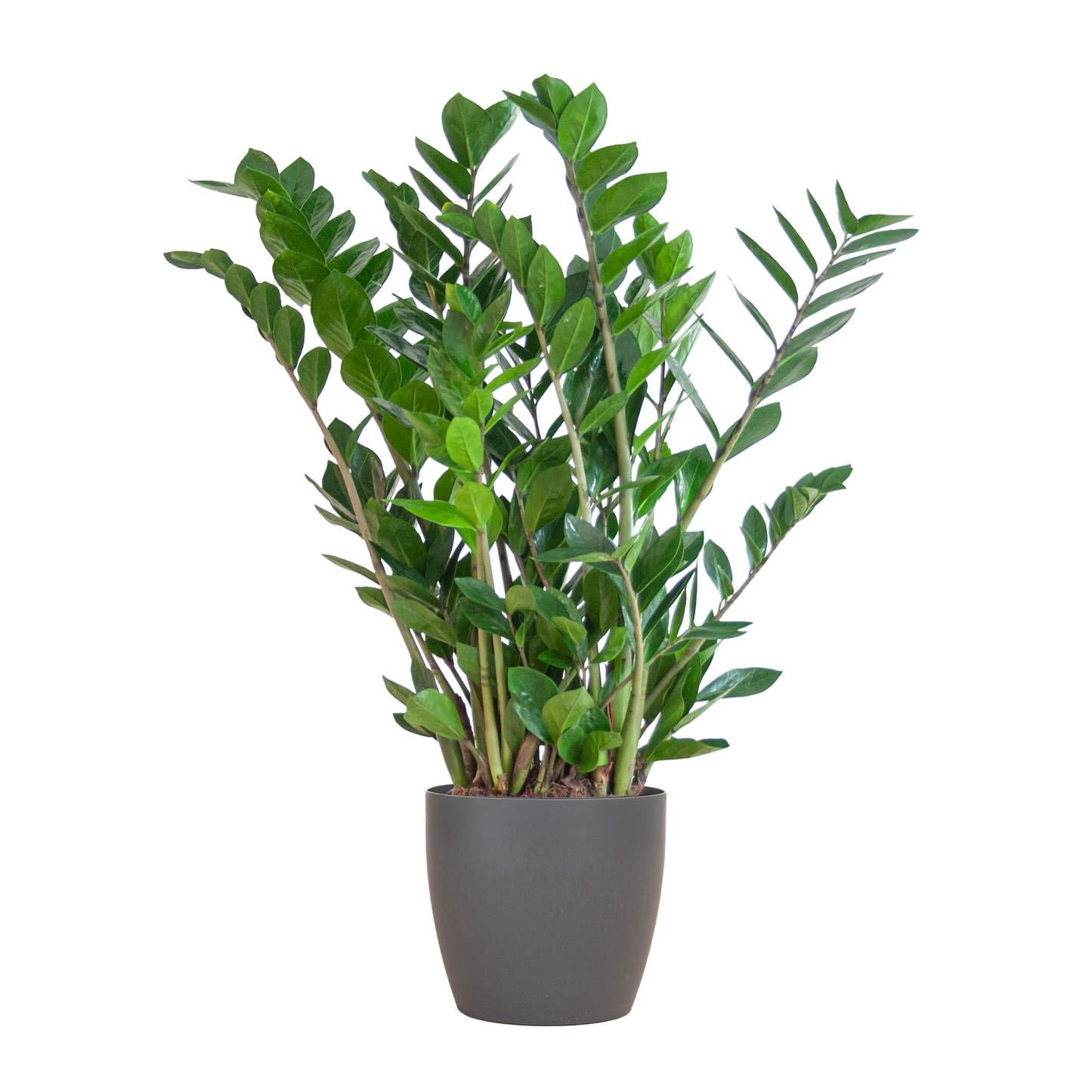 Zamioculcas Zamiifolia Kamerplant | ZZ Plant | met grijze pot