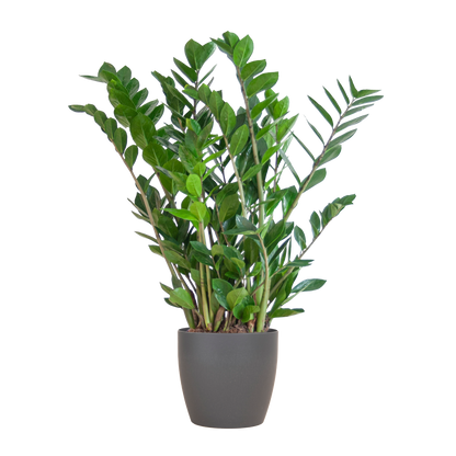 Zamioculcas Zamiifolia Kamerplant | ZZ Plant | met grijze pot