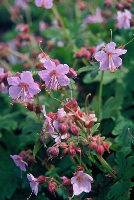 Geranium macrorrhizum – Sterke, winterharde bodembedekker met geurige bladeren en roze voorjaarsbloemen – Ideaal voor borders en schaduwrijke plekken."