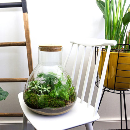 DIY Terrarium Sam XL glazen pot Ø30 cm, hoogte 35 cm met kurk, inclusief plantenpakket en stappenplan voor zelfvoorzienend mini-ecosysteem.