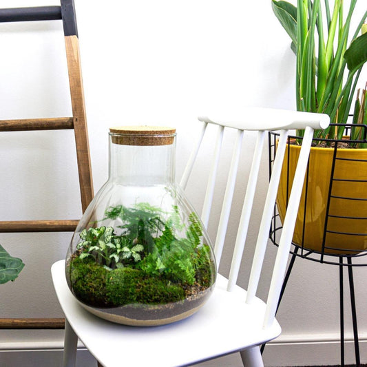 DIY Terrarium Sam XL glazen pot Ø30 cm, hoogte 35 cm met kurk, inclusief plantenpakket en stappenplan voor zelfvoorzienend mini-ecosysteem.