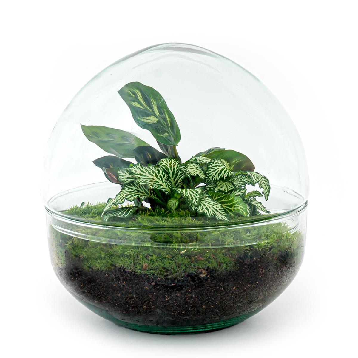 DIY planten terrarium bolglas met Fittonia en Calathea