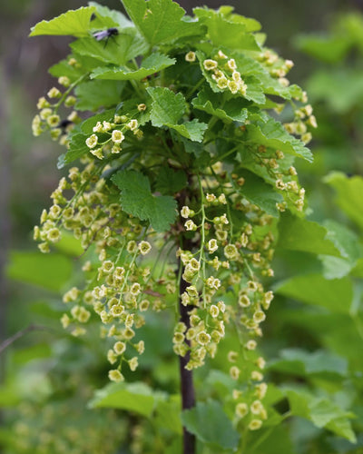 Rode aalbesstruik met lange trossen biologisch gekweekt fruit