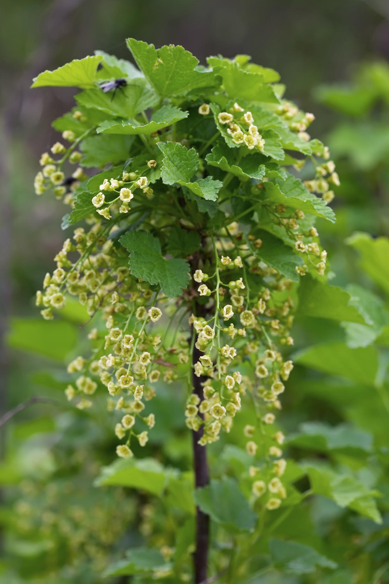 Rode aalbesstruik met lange trossen biologisch gekweekt fruit