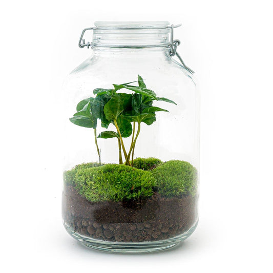 "DIY terrarium met Coffea Arabica in glazen fles met kurk – Ø18 cm x H28 cm – zelfvoorzienend ecosysteem"
