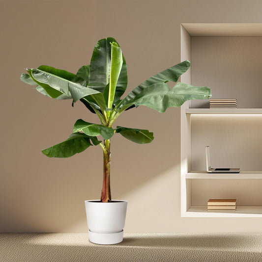 Bananenplant (Musa) – 190 cm hoog in Ø30 cm pot – tropische kamerplant met grote donkergroene bladeren en gele bloemen – geschikt voor binnen en beschut buiten