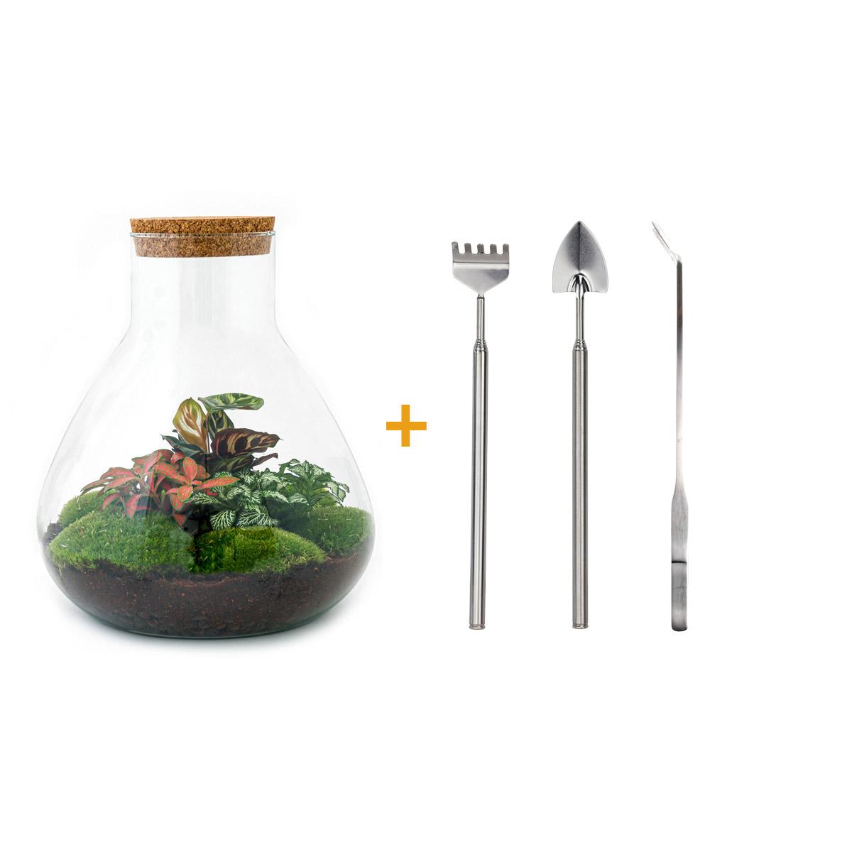 DIY terrarium Sam XL Red met Calathea en Fittonia
