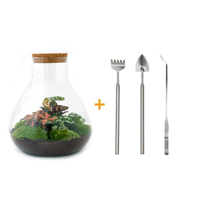DIY terrarium Sam XL Red met Calathea en Fittonia