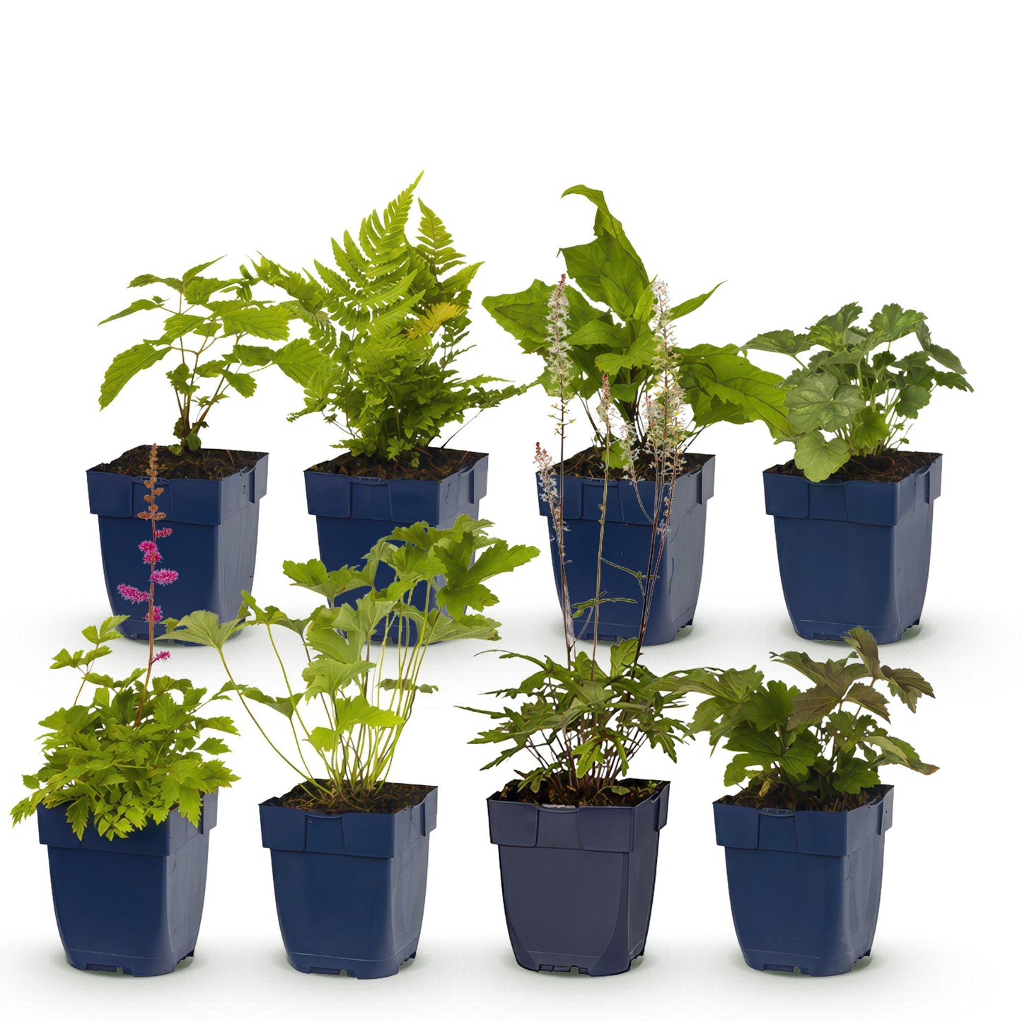 Borderpakket - Schaduw - 8 Vaste planten - 1 m2 - Diversen kleuren - Weinig Onderhoud - Pot 11cm