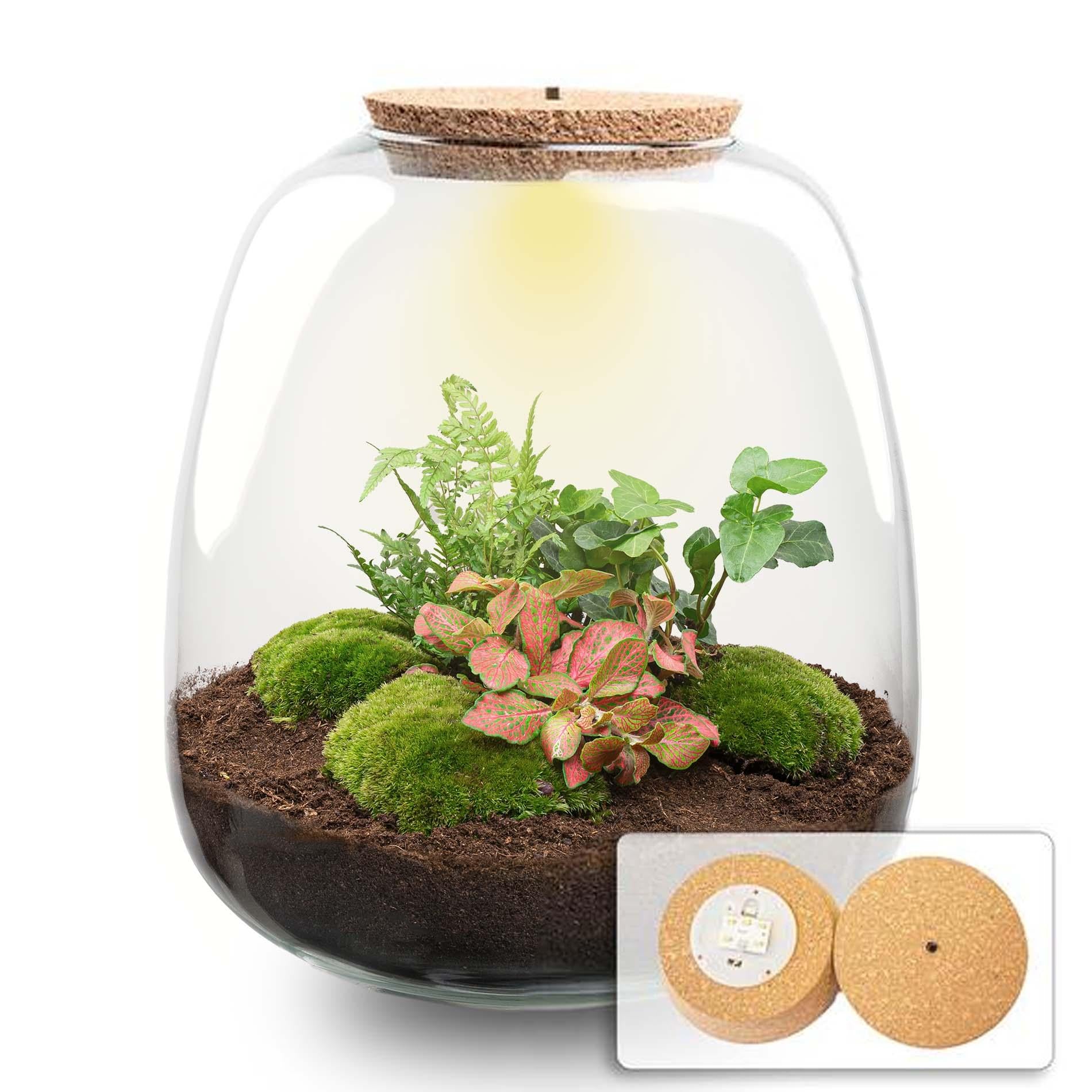 DIY planten terrarium Emma Ø23cm x H25cm met Hedera Red, bolmos en LED-verlichting, compleet zelfvoorzienend ecosysteem.