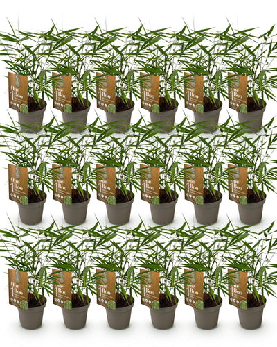 18 x Bamboe | Fargesia Asian Wonder | Bladhoudend | Niet Woekerend | Groen