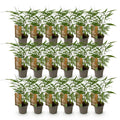 18 x Bamboe | Fargesia Asian Wonder | Bladhoudend | Niet Woekerend | Groen