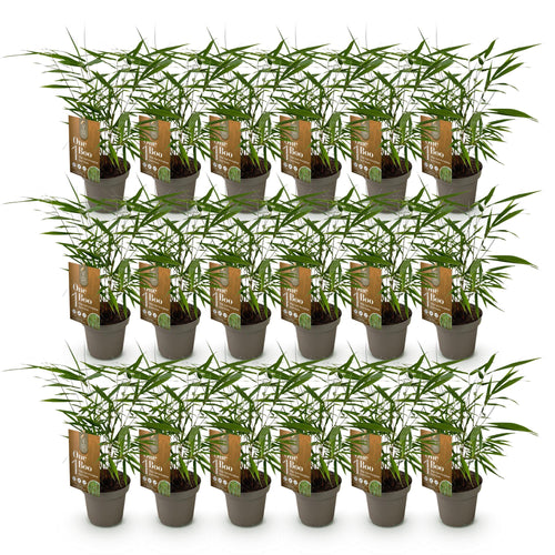 18 x Bamboe | Fargesia Asian Wonder | Bladhoudend | Niet Woekerend | Groen