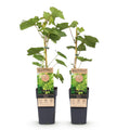 Vitis vinifera ‘Himrod’ – witte, pitloze druivenplant, set van 2 planten in pot Ø15cm, hoogte circa 50cm, met zoete druiven.