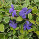 Vinca minor 'Ralph Shugert' Buitenplant | Vlambloem