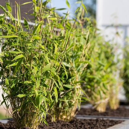 Niet-woekerende bamboe met groen blad voor haag en balkon