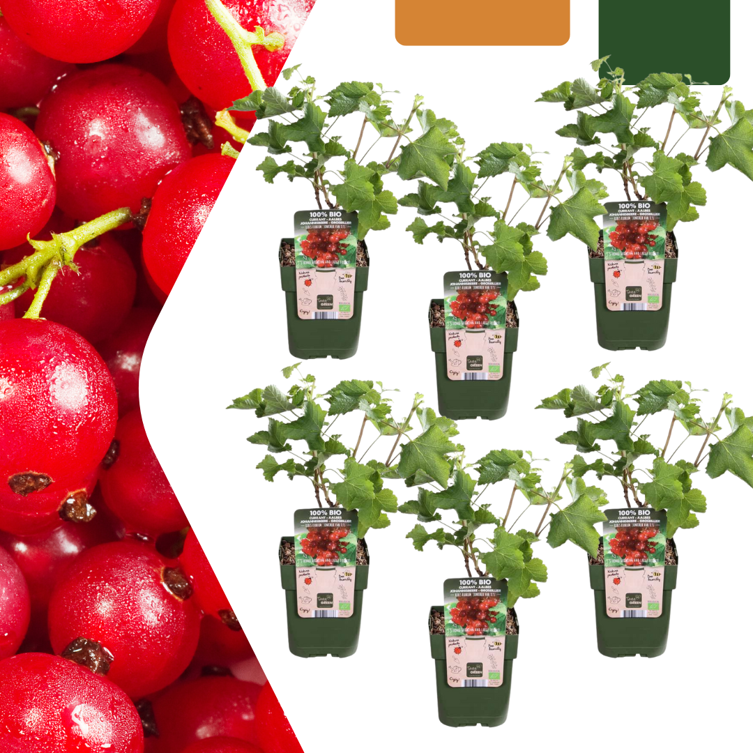 Set van 6 Biologische Kruisbessenplanten – 13 cm Pot – 20 cm Hoog – Heerlijke Bessen uit Eigen Tuin