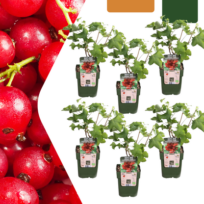 Set van 6 Biologische Kruisbessenplanten – 13 cm Pot – 20 cm Hoog – Heerlijke Bessen uit Eigen Tuin